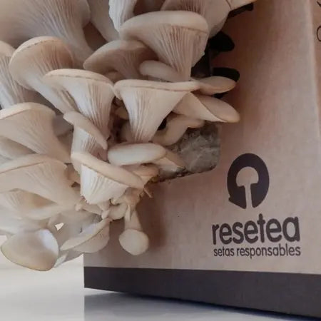 Kit de Autocultivo de Setas Resetea