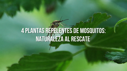 4 Plantas Repelentes de Mosquitos: Naturaleza al Rescate