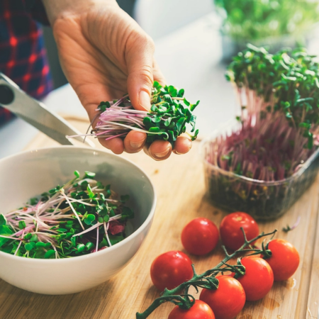 Kit de Autocultivo de Microgreens